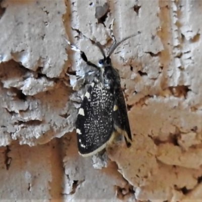 Cebysa leucotelus (Australian Bagmoth) at Wanniassa, ACT - 22 Mar 2020 by JohnBundock