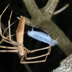 Asianopis sp. (genus) (Net-casting spider) at Mollymook Beach, NSW - 20 Mar 2020 by jb2602