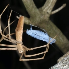 Asianopis sp. (genus) (Net-casting spider) at Bannister Point Rainforest Walking Track - 20 Mar 2020 by jbromilow50