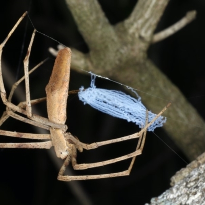 Asianopis sp. (genus) (Net-casting spider) at Mollymook Beach Bushcare - 20 Mar 2020 by jbromilow50