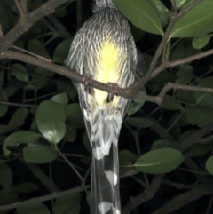 Anthochaera carunculata (Red Wattlebird) at Mollymook Beach, NSW - 20 Mar 2020 by jb2602
