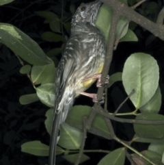 Anthochaera carunculata at Mollymook Beach, NSW - 20 Mar 2020 08:48 PM