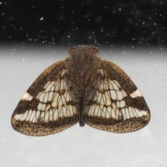 Scolypopa australis (Passionvine hopper, Fluffy bum) at Mollymook Beach, NSW - 20 Mar 2020 by jb2602
