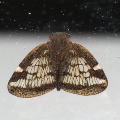 Scolypopa australis (Passionvine hopper, Fluffy bum) at Mollymook Beach, NSW - 20 Mar 2020 by jb2602
