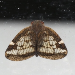 Scolypopa australis at Mollymook Beach, NSW - 20 Mar 2020