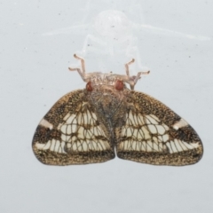 Scolypopa australis at Mollymook Beach, NSW - 20 Mar 2020