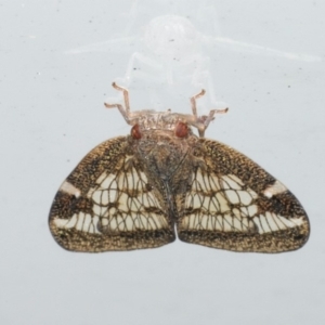 Scolypopa australis at Mollymook Beach, NSW - 20 Mar 2020