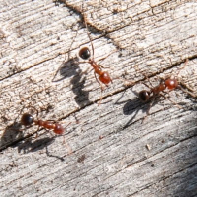 Papyrius nitidus (Shining Coconut Ant) at Molonglo River Reserve - 20 Mar 2020 by SWishart