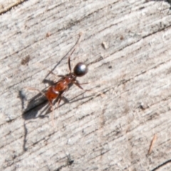 Papyrius nitidus at Molonglo River Reserve - suppressed