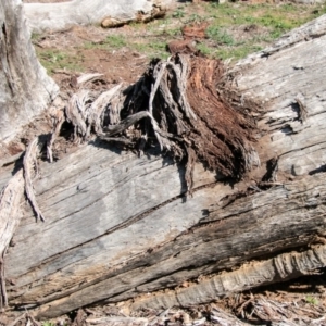 Papyrius nitidus at Molonglo River Reserve - suppressed