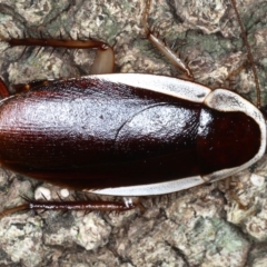 Unidentified Other primitive insect at Mollymook Beach, NSW - 20 Mar 2020 by jbromilow50