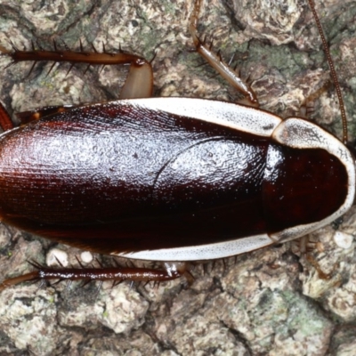 Methana parva (Spined Methana Cockroach) at Mollymook Beach, NSW - 20 Mar 2020 by jb2602