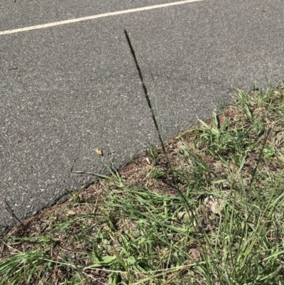 Sporobolus creber (Slender Rat's Tail Grass) at Crace Grasslands - 21 Mar 2020 by walter