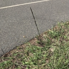 Sporobolus creber (Slender Rat's Tail Grass) at Crace Grasslands - 21 Mar 2020 by walter