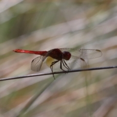 Orthetrum villosovittatum (Fiery Skimmer) at Garrad Reserve Walking Track - 20 Mar 2020 by jbromilow50