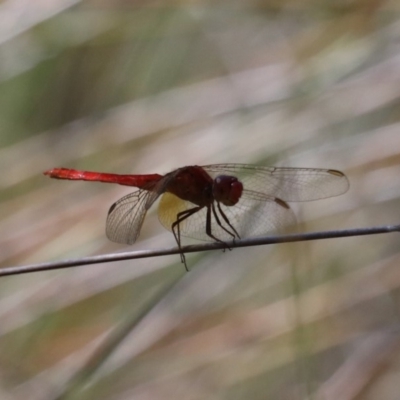 Orthetrum villosovittatum (Fiery Skimmer) at Narrawallee, NSW - 20 Mar 2020 by jbromilow50