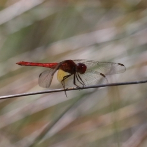 Orthetrum villosovittatum at Garrads Reserve Narrawallee - 20 Mar 2020