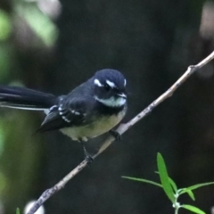 Rhipidura albiscapa (Grey Fantail) at Narrawallee, NSW - 20 Mar 2020 by jb2602