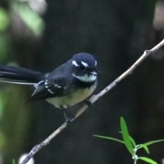 Rhipidura albiscapa (Grey Fantail) at Narrawallee, NSW - 20 Mar 2020 by jbromilow50