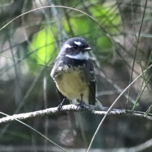 Rhipidura albiscapa at Narrawallee, NSW - 20 Mar 2020