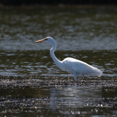 Ardea alba (Great Egret) at Narrawallee, NSW - 20 Mar 2020 by jb2602