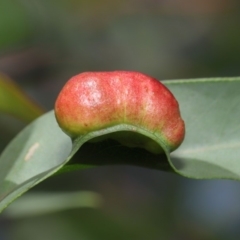 Chalcidoidea (superfamily) (A gall wasp or Chalcid wasp) at ANBG - 17 Mar 2020 by TimL