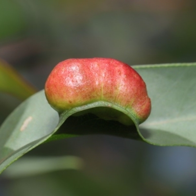 Chalcidoidea (superfamily) (A gall wasp or Chalcid wasp) at Hackett, ACT - 17 Mar 2020 by TimL