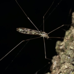 Leptotarsus sp. (genus) at Mollymook Beach, NSW - 20 Mar 2020 by jb2602