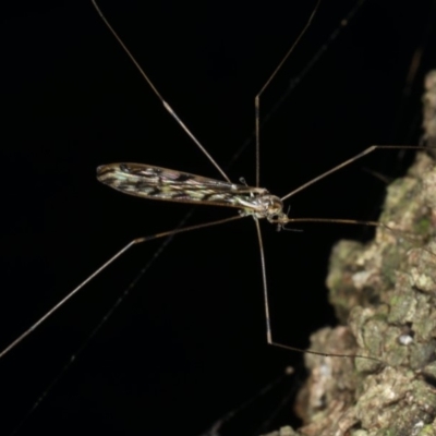 Unidentified Crane fly, midge, mosquito or gnat (several families) at Mollymook Beach, NSW - 20 Mar 2020 by jb2602