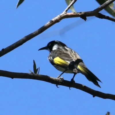 Phylidonyris novaehollandiae (New Holland Honeyeater) at Narrawallee Foreshore and Reserves Bushcare Group - 20 Mar 2020 by jbromilow50