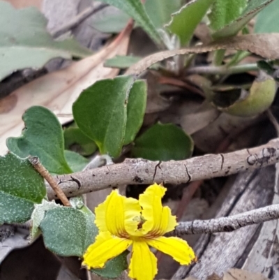 Goodenia hederacea subsp. hederacea (Ivy Goodenia, Forest Goodenia) at O'Connor, ACT - 23 Mar 2020 by trevorpreston