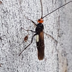 Callibracon capitator (White Flank Black Braconid Wasp) at O'Connor, ACT - 23 Mar 2020 by tpreston