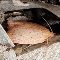 Garrha leucerythra (A concealer moth) at Bruce Ridge - 23 Mar 2020 by trevorpreston