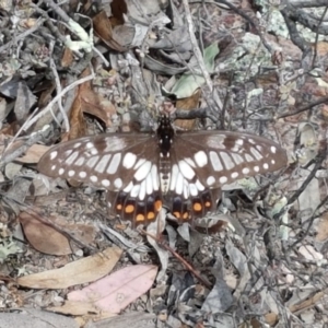 Papilio anactus at O'Connor, ACT - 23 Mar 2020 02:18 PM