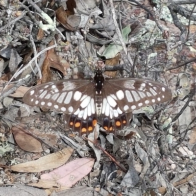 Papilio anactus (Dainty Swallowtail) at O'Connor, ACT - 23 Mar 2020 by trevorpreston