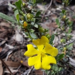 Hibbertia obtusifolia (Grey Guinea-flower) at Bruce Ridge - 23 Mar 2020 by trevorpreston