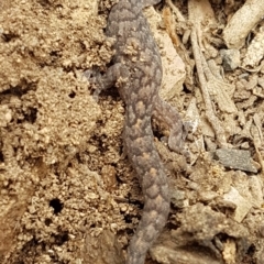 Christinus marmoratus (Southern Marbled Gecko) at O'Connor, ACT - 23 Mar 2020 by tpreston