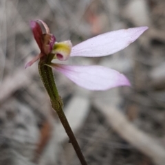 Eriochilus cucullatus (Parson's Bands) at Point 114 - 23 Mar 2020 by trevorpreston