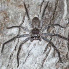 Isopeda sp. (genus) (Huntsman Spider) at Bannister Point Rainforest Walking Track - 20 Mar 2020 by jbromilow50