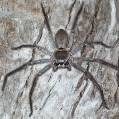Isopeda (genus) (Huntsman Spider) at Mollymook Beach Bushcare - 20 Mar 2020 by jb2602