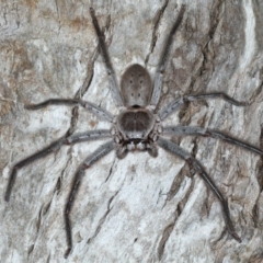 Isopeda sp. (genus) (Huntsman Spider) at Mollymook Beach Bushcare - 20 Mar 2020 by jb2602