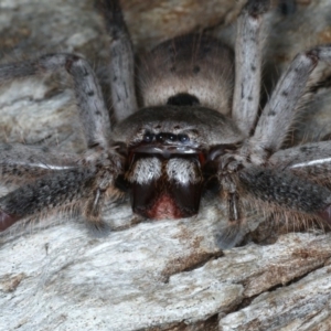 Isopeda sp. (genus) at Mollymook Beach Bushcare - 20 Mar 2020