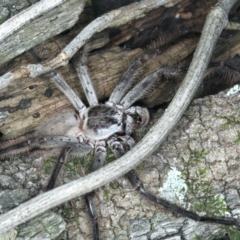 Isopeda sp. (genus) (Huntsman Spider) at Mollymook Beach Bushcare - 20 Mar 2020 by jb2602