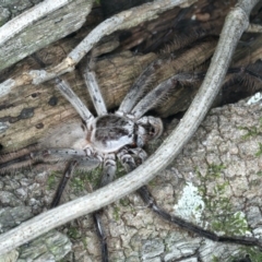 Isopeda (genus) (Huntsman Spider) at Mollymook Beach, NSW - 20 Mar 2020 by jb2602