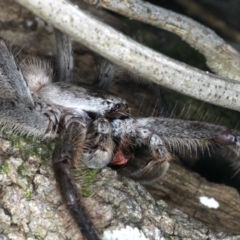 Isopeda sp. (genus) at Bannister Point Rainforest Walking Track - 20 Mar 2020