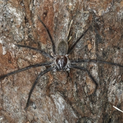 Sparassidae (family) (A Huntsman Spider) at Mollymook Beach Bushcare - 20 Mar 2020 by jbromilow50