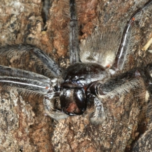 Sparassidae (family) at Mollymook Beach, NSW - 20 Mar 2020