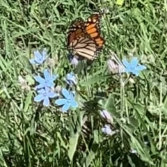 Danaus plexippus (Monarch) at Black Range, NSW - 23 Mar 2020 by StephH