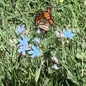 Danaus plexippus at Black Range, NSW - 23 Mar 2020