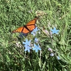 Danaus plexippus at Black Range, NSW - 23 Mar 2020